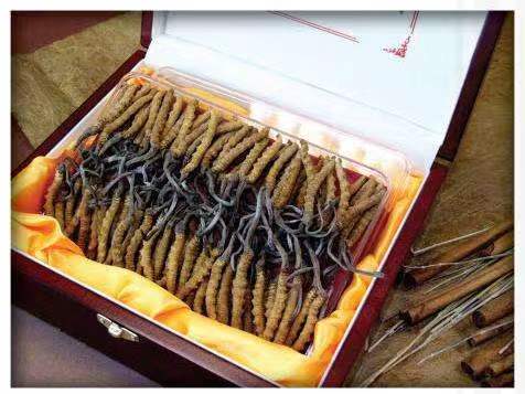 莫力达瓦冬虫夏草回收